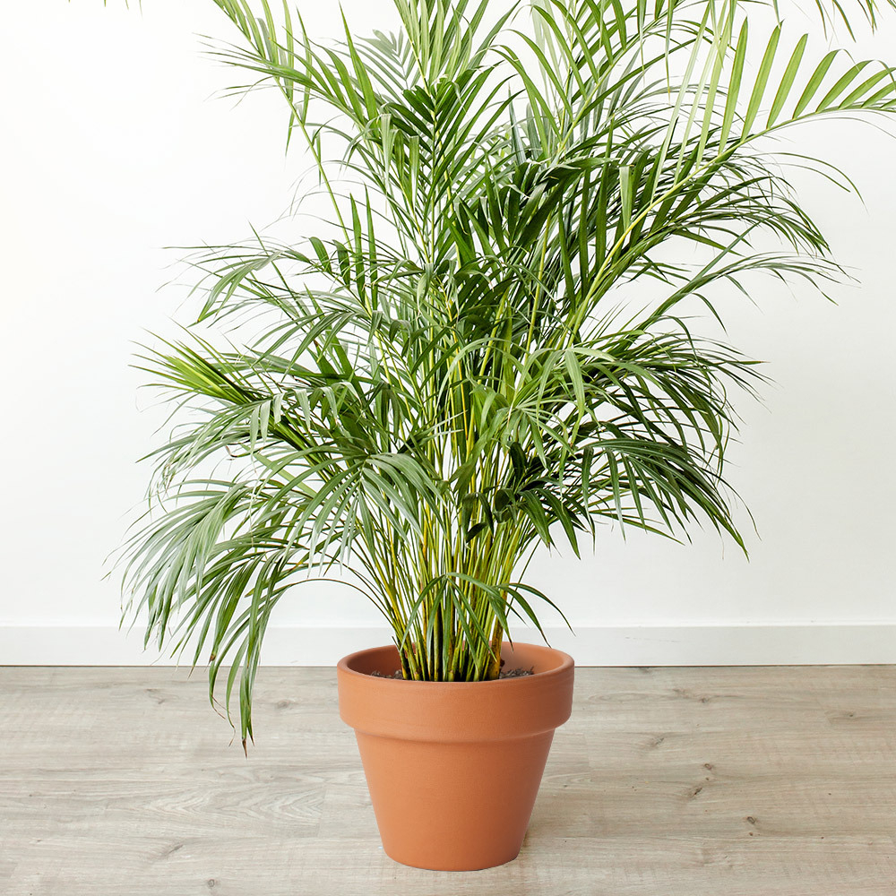 26 off on Bamboo Palm Plant in Grow Pot (Only Cape Town Delivery)