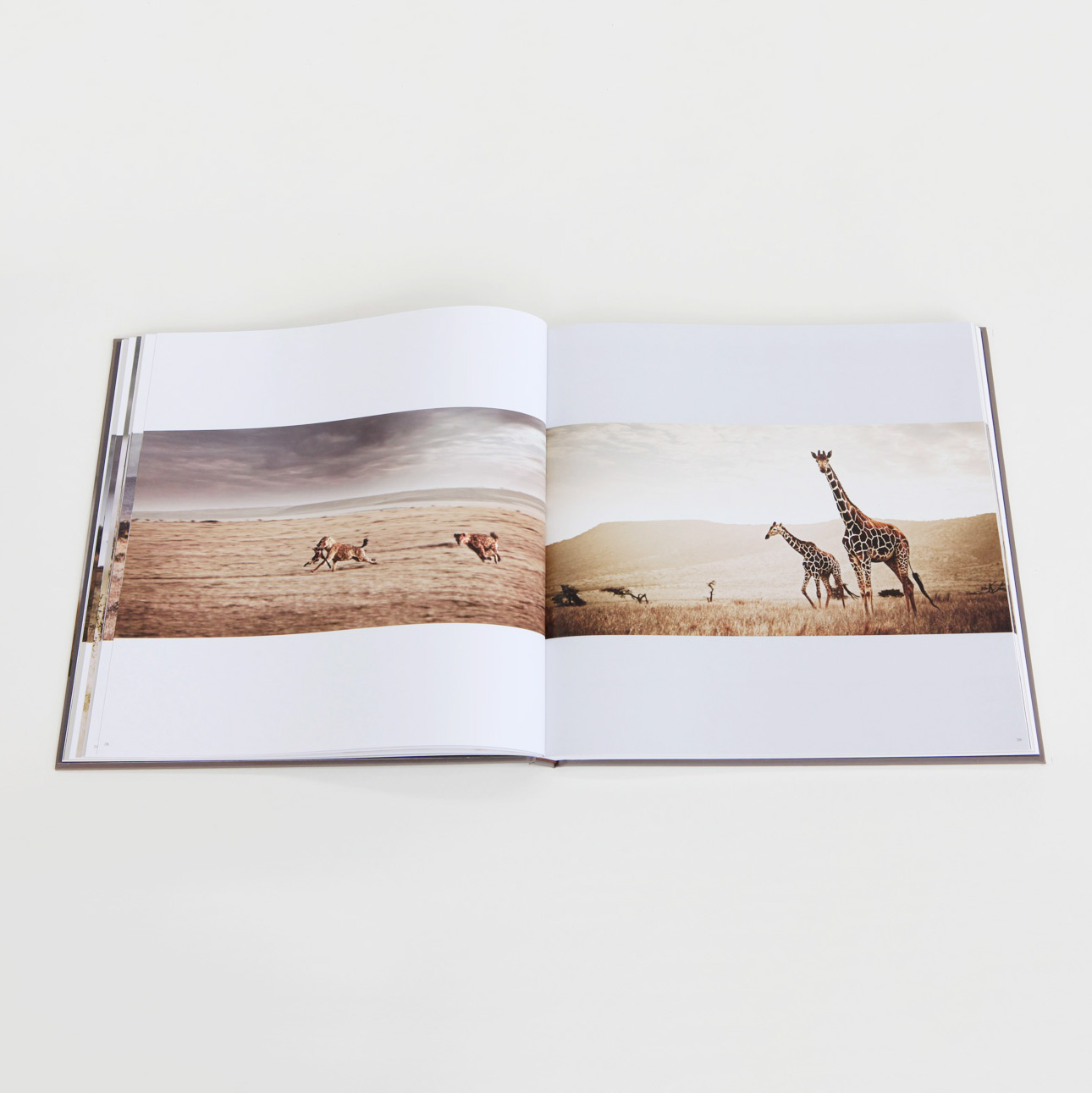 29 off on African Fine Art Pride of Africa Coffee Table Book OneDayOnly.co.za