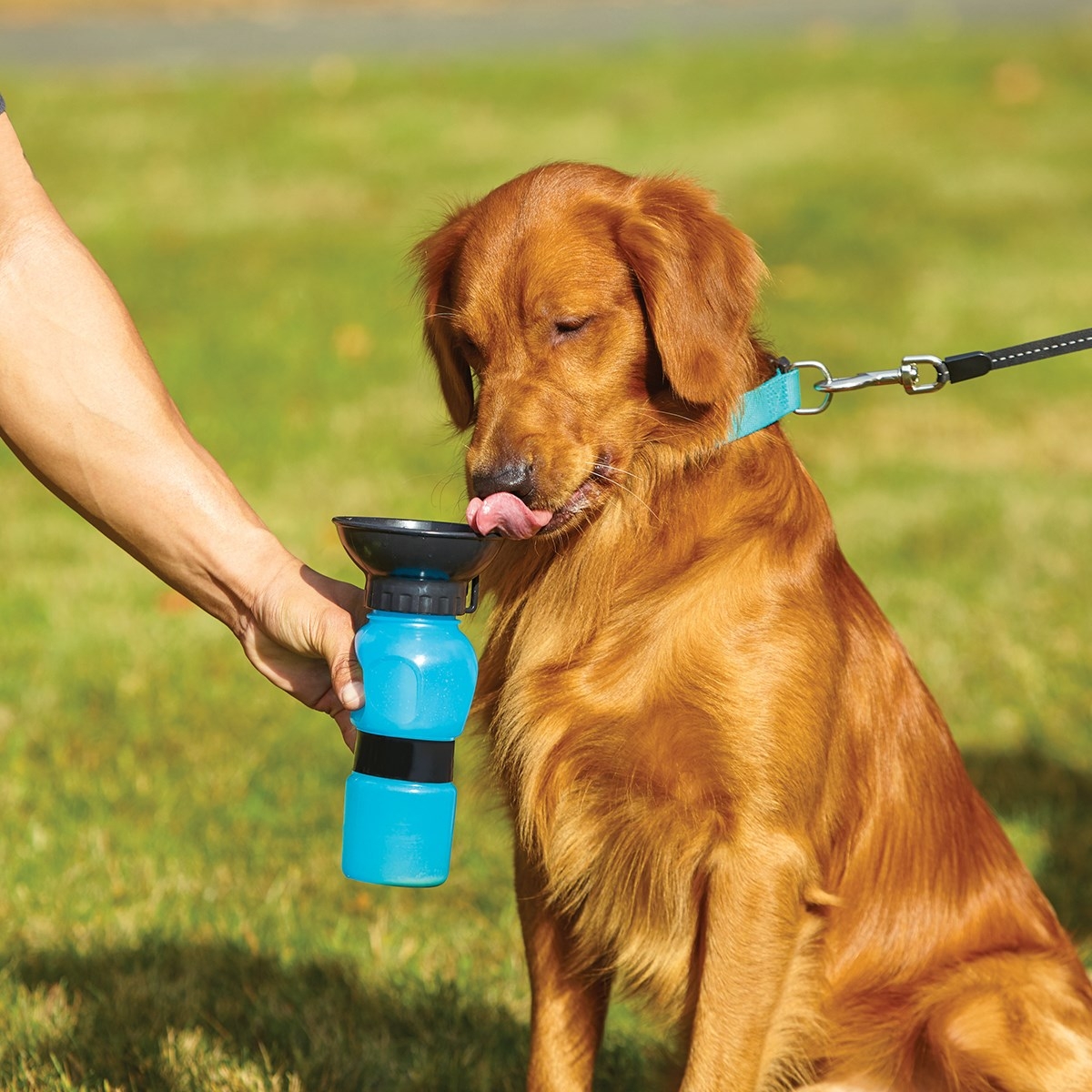 54 off on Aqua Dog Portable Automatic Water Bottle for Dogs on the Go